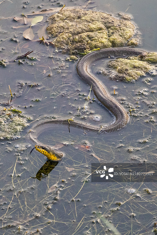 高角度视图的蛇在河中栖息在水生植物上图片素材