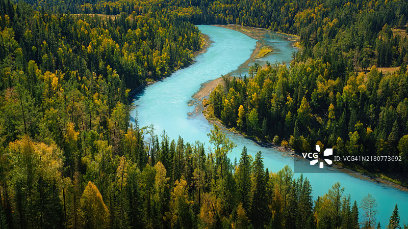 森林中松树的高角度视图图片素材