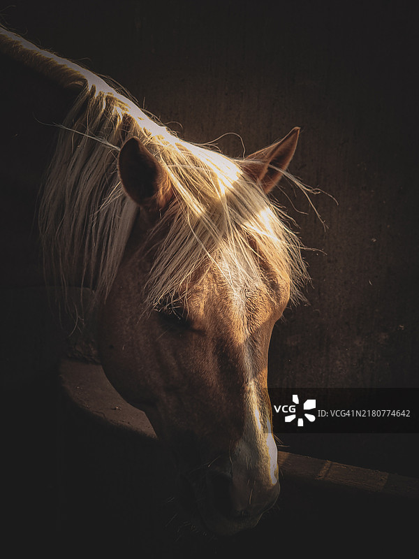 马厩中马的特写镜头图片素材