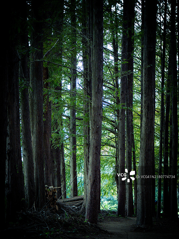 韩国森林中的树木图片素材