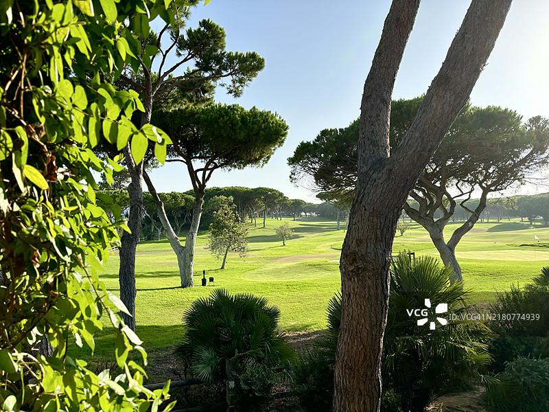 高尔夫球场和松树，阿尔布费拉，阿尔加维，葡萄牙图片素材