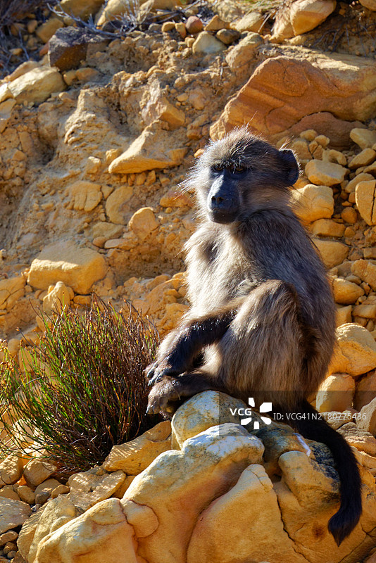 坐在岩石上的狒狒特写，南非开普敦图片素材