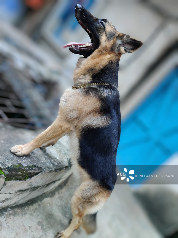 纯种狗在户外坐着的特写镜头图片素材