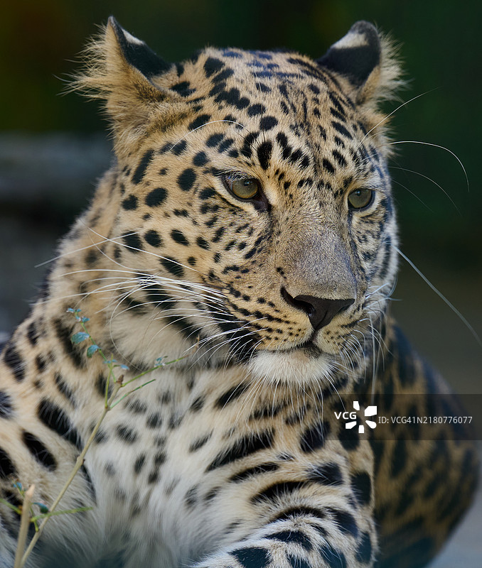 成年美洲豹的肖像，动物侧目而视。图片素材