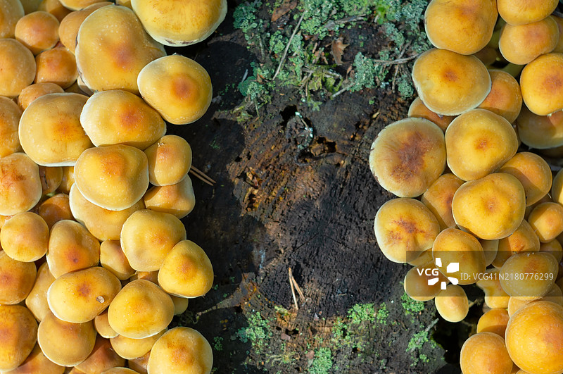 树桩上长满了黄色蘑菇图片素材