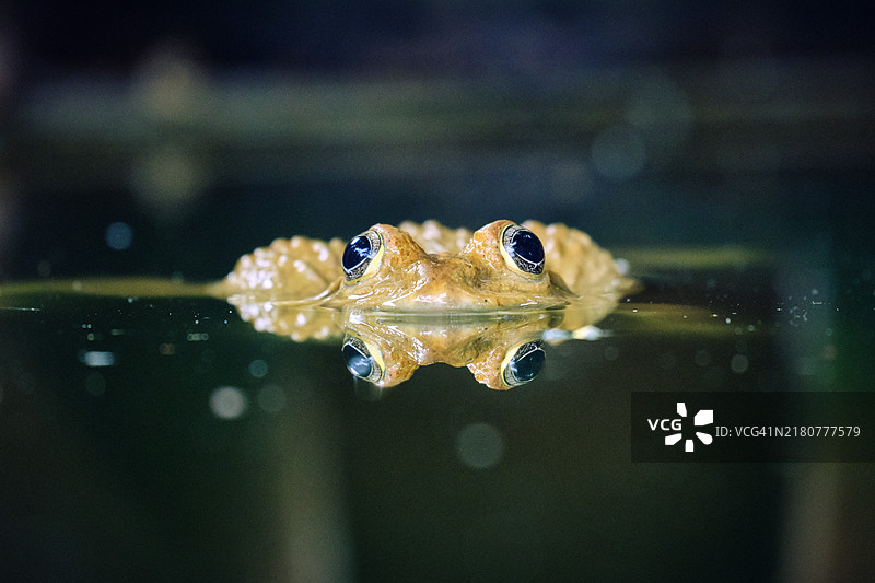 水中蛙类的特写镜头图片素材