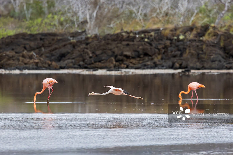 鸟儿从侧面飞过湖面图片素材