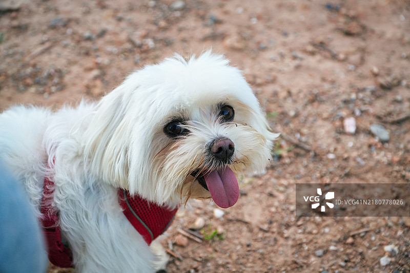 马尔济斯犬的特写肖像图片素材