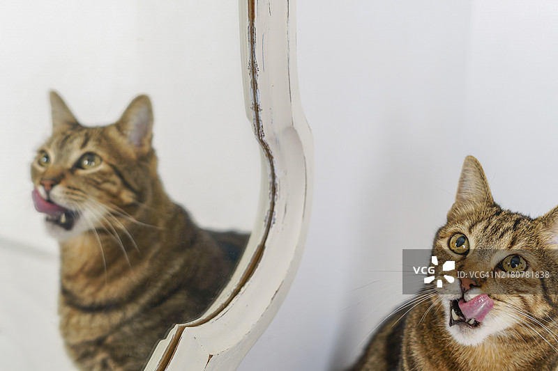 普通家猫在镜子中反射影像，背景为白色墙壁图片素材