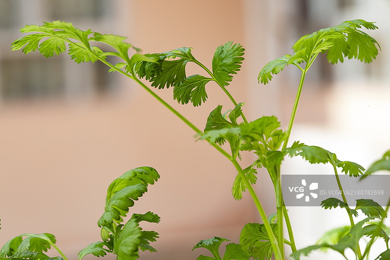 花园中种植的新鲜有机香菜图片素材