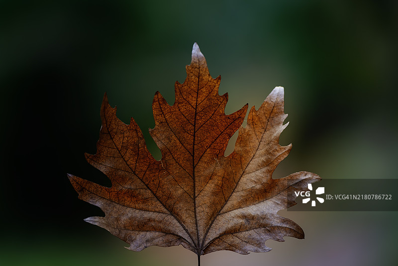 枫叶特写，背景模糊图片素材