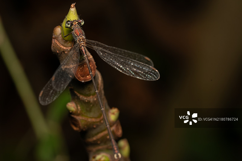 蜻蜓在植物上的特写镜头图片素材