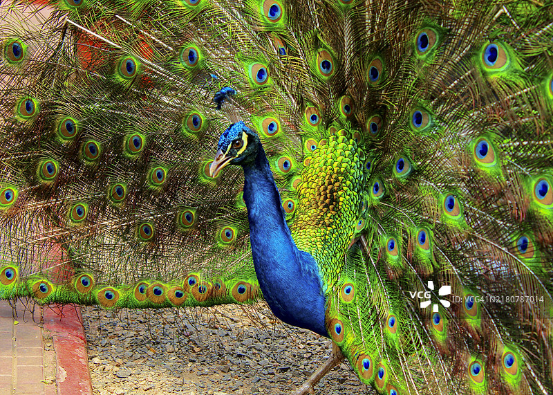 孔雀展开羽毛的特写镜头图片素材