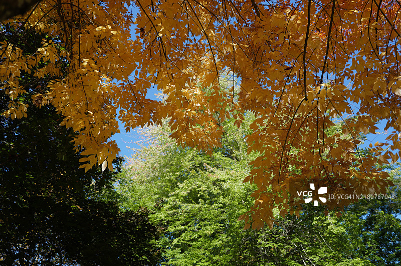 秋季华盛顿州伊萨夸森林中的树木低角度视图图片素材