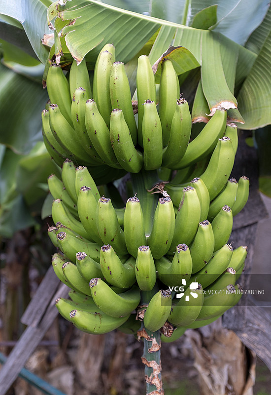 葡萄牙马德拉丰沙尔的香蕉树图片素材