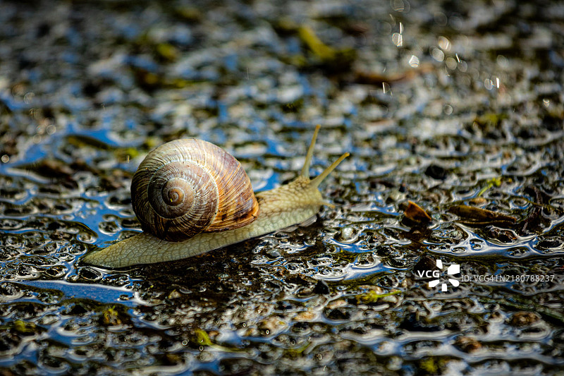 蜗牛特写镜头图片素材