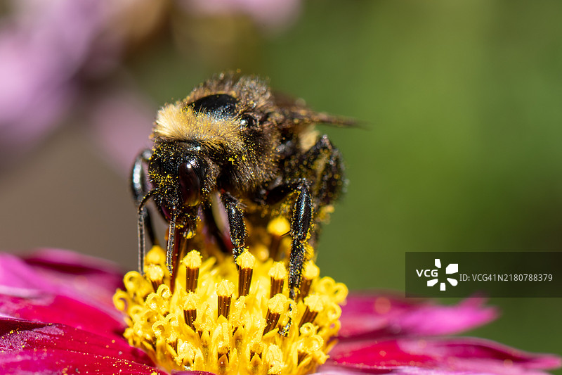 蜜蜂在黄色花朵上的特写，科罗拉多州弗鲁伊塔，美国图片素材