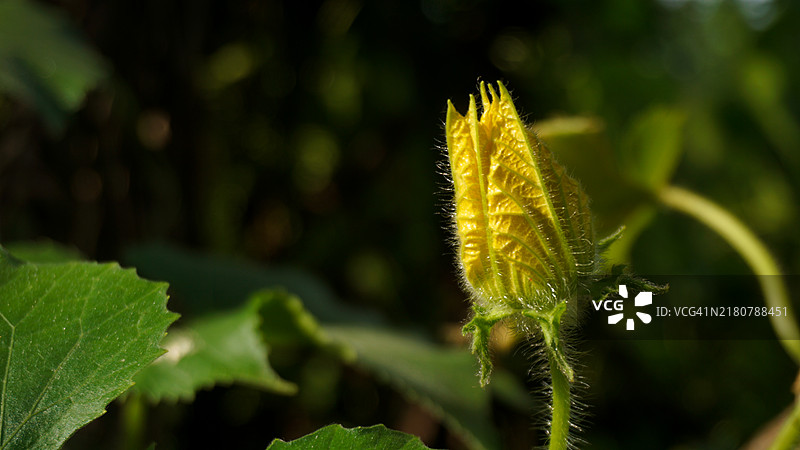 南瓜花瓣 当南瓜花盛开时，它们为你的花园增添了美丽的色彩，孟加拉国图片素材