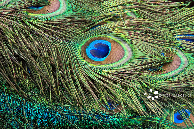 坦桑尼亚监狱岛上展示眼斑图案的鲜艳孔雀羽毛特写图片素材