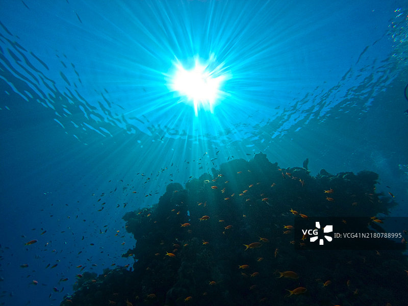 低角度视图的鱼在海底游泳图片素材