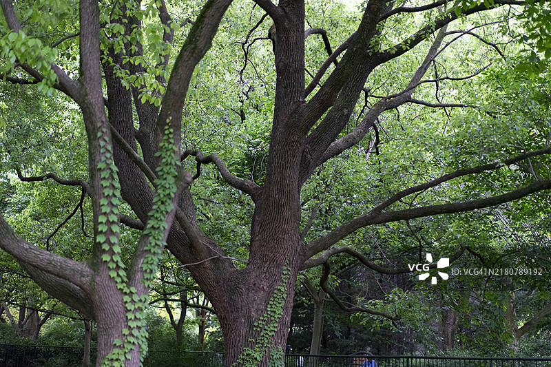 中国森林中的树木图片素材