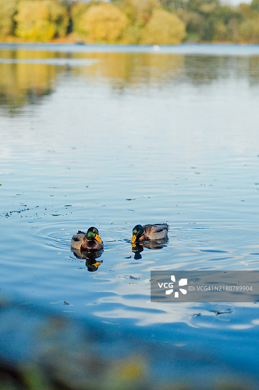 平静的池塘：绿头鸭在游泳图片素材