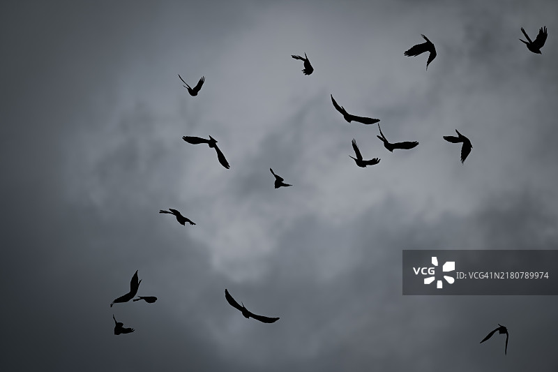 低角度视图下鸟类剪影在天空中飞翔图片素材