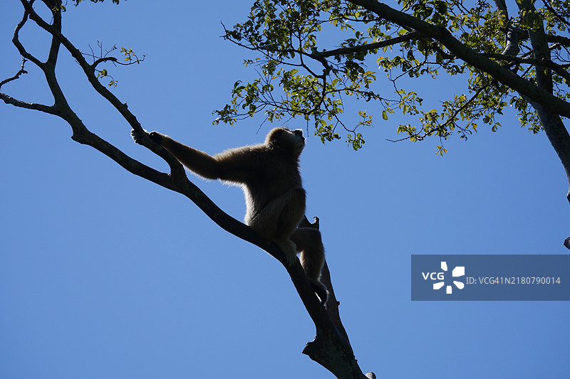低角度视图下的树木剪影与晴朗的蓝天，日本图片素材