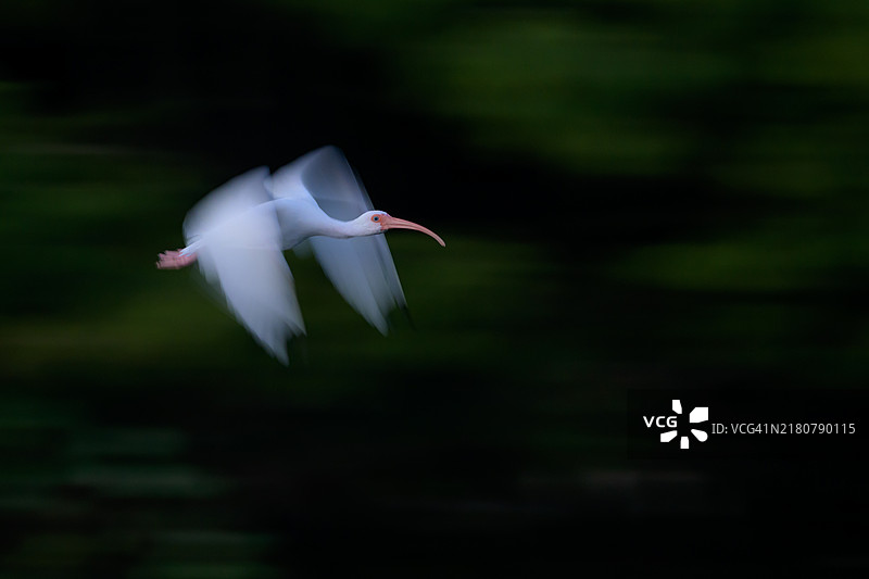 白鹭在运动中图片素材