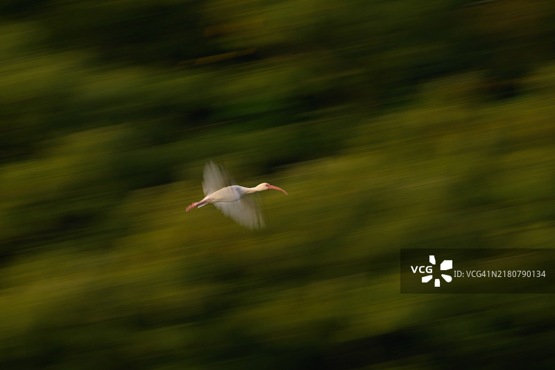 白鹭在运动中图片素材