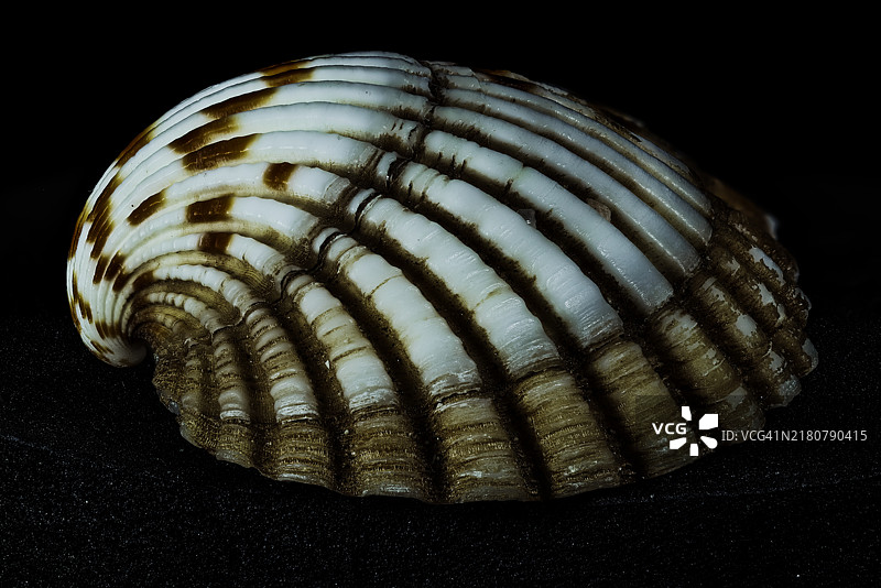 黑色背景下的海螺特写图片素材