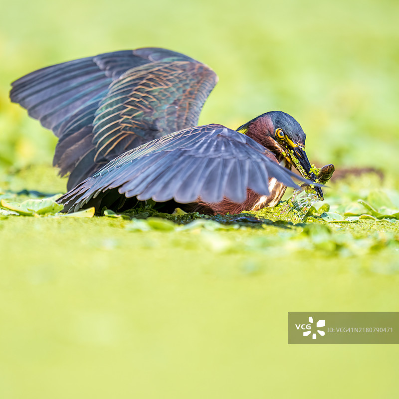绿鹭在捕猎图片素材