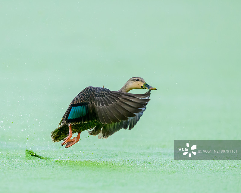 斑点鸭起飞图片素材