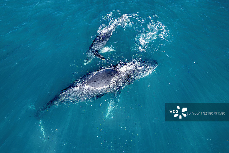 太平洋上空的座头鲸母子俯视图图片素材