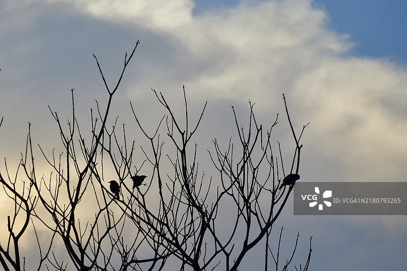 低角度视图的鸟儿栖息在光秃的树上，背景是天空图片素材