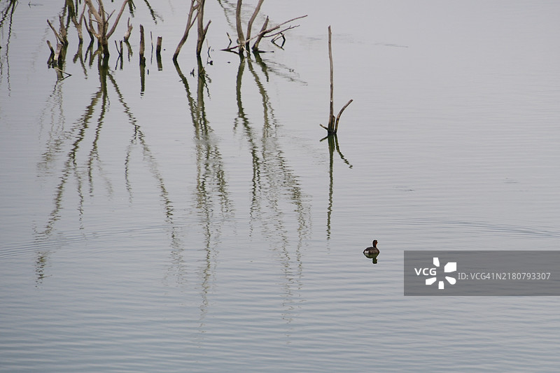 高角度视图的鸭子在湖中游泳图片素材