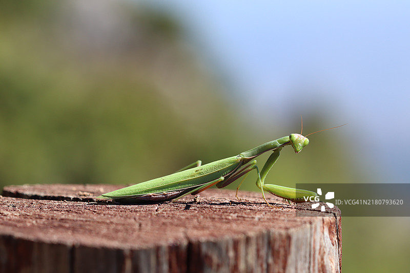 木头上的蚂蚱特写图片素材