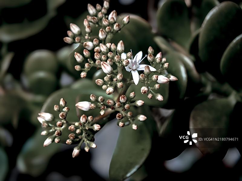 即使恐惧有更多的理由，也要始终选择希望——塞内卡图片素材