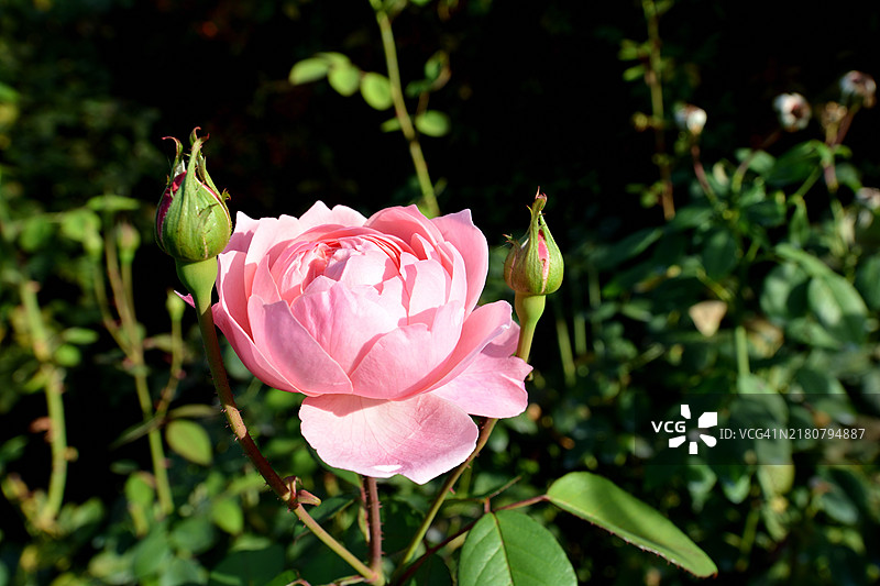 粉色玫瑰的特写镜头图片素材