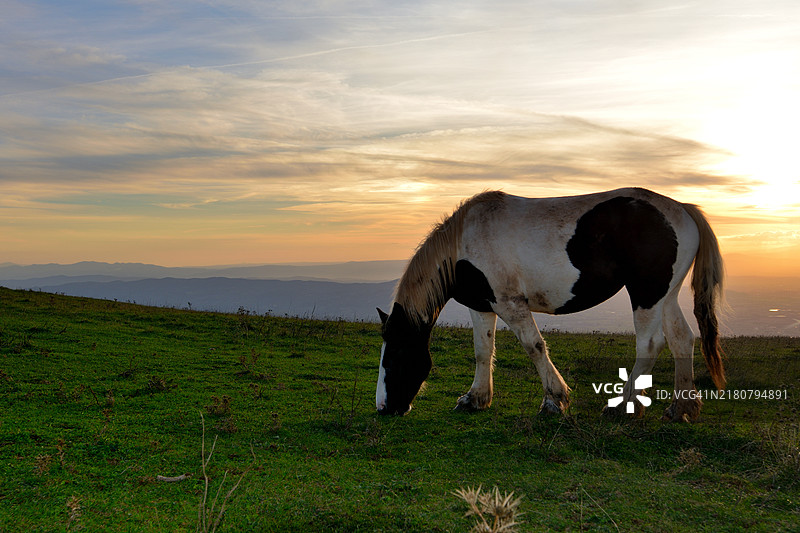 田野中的马图片素材