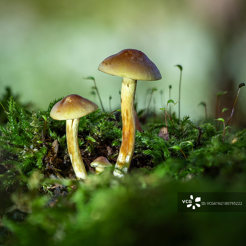 田野上生长的蘑菇特写图片素材