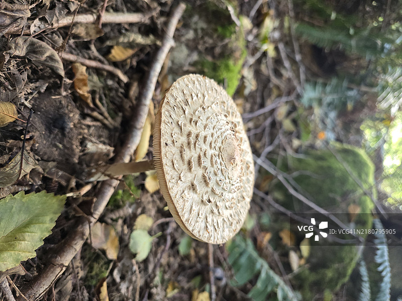 田野上生长的蘑菇特写图片素材
