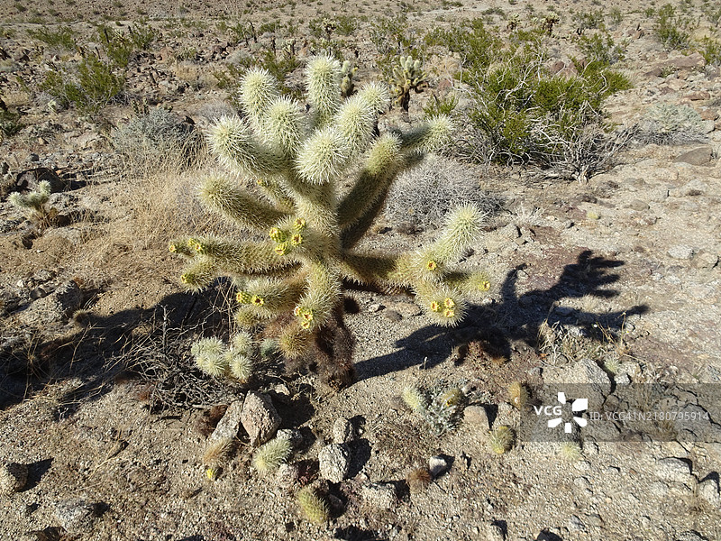 加州棕榈沙漠的仙人掌特写图片素材