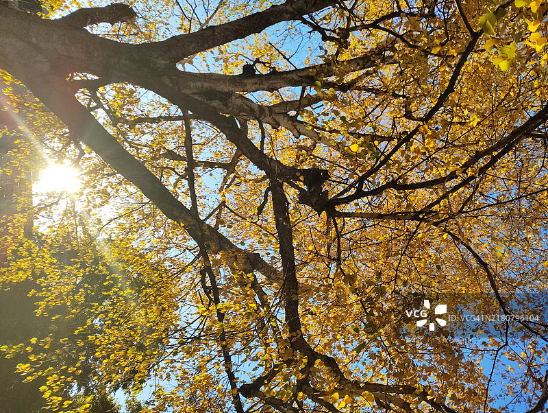 秋天时，华盛顿州斯波坎县的树木在天空下的低角度视图图片素材