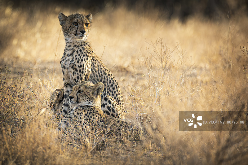 非洲猎豹坐在草地上的肖像图片素材