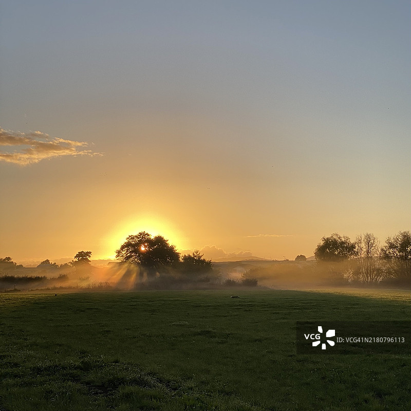新西兰奥克兰普克科希的雾中树木日出图片素材