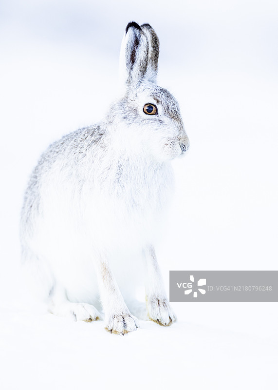 雪兔（Lepus timidus）坐在雪地里，冬季毛皮，苏格兰高地，英国图片素材