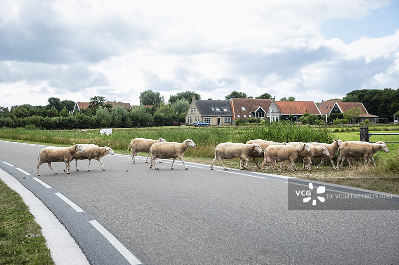 荷兰特尔斯海灵岛上穿过道路的羊群图片素材