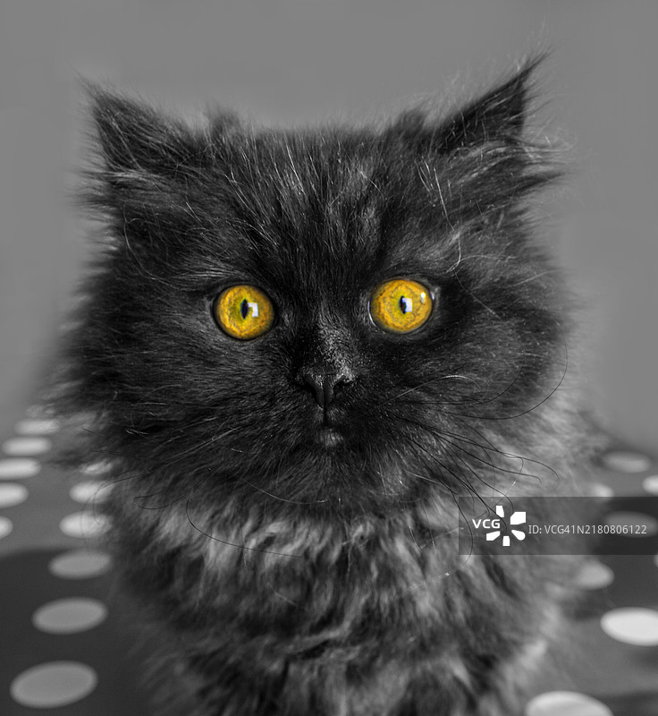 有趣的黑色小猫图片素材