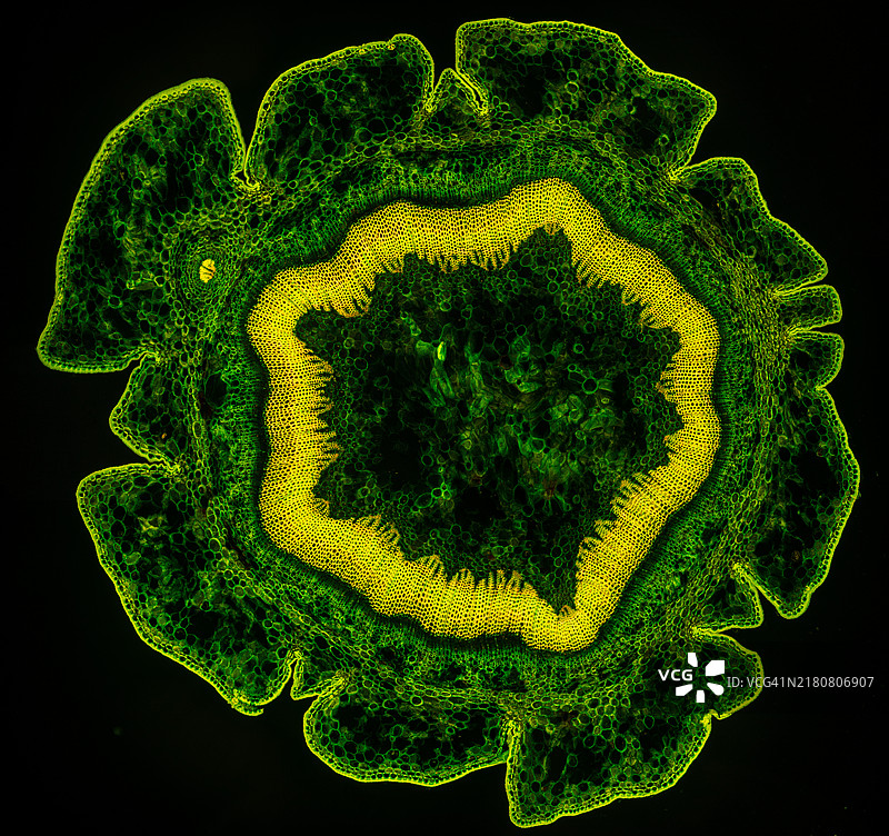 英国红豆杉嫩枝横切面，Wacker 3A染色，荧光图片素材